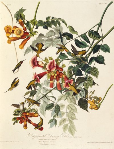الطائر الطنان حلق روبي. من طيور أمريكا ، 1827-1838. بواسطة جون جيمس أودوبون