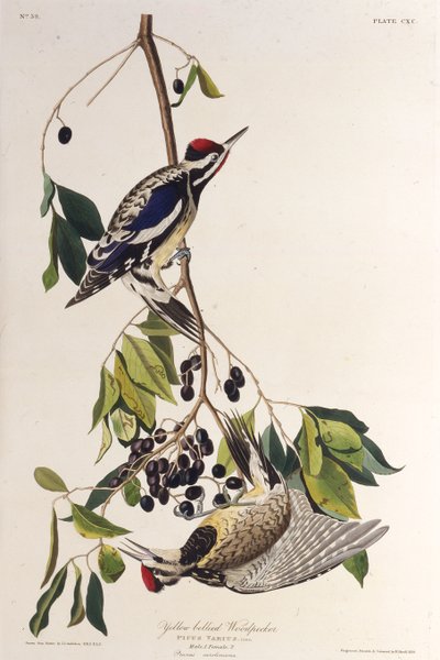 Sapsucker ذو بطن أصفر. من طيور أمريكا ، 1827-1838. بواسطة جون جيمس أودوبون