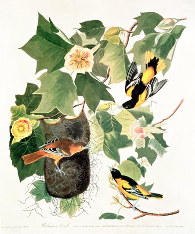 توليب تري: Liriodendron tulipifera ، من "Birds of America" بواسطة جون جيمس أودوبون