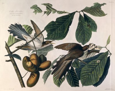 طائر الوقواق الأصفر ، من "طيور أمريكا" ، منقوش بواسطة William Home Lizars (1788-1859) وأصلحه روبرت هافيل (1793-1878) 1829 بواسطة جون جيمس أودوبون