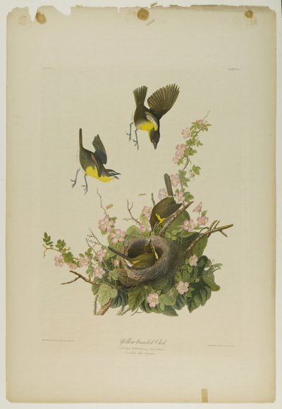 دردشة ذات صفراء ، طبعها جوليان بيان ونشرتها Roe Lockwood & Son ، 1861 (الطباعة الحجرية الملونة) بواسطة جون جيمس أودوبون
