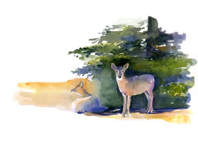 Two Deer، 2014 (ألوان مائية) بواسطة جون كيلينغ