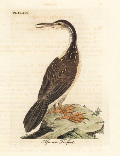 حنف القدم الأفريقي ، Podica senegalensis. لوح نحاسي ملون يدويًا رسمه ونقشه جون لاثام من كتابه A General History of Birds ، وينشستر بواسطة جون لاثام