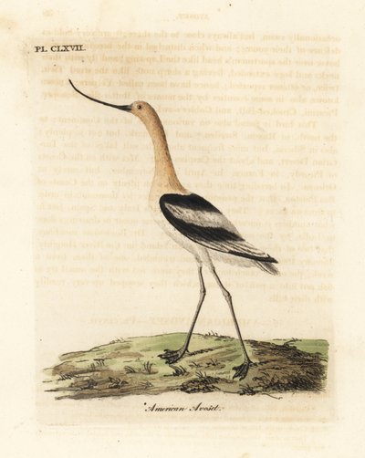 الأفوسيت الأمريكية ، Recurvirostra americana. لوح نحاسي ملون يدويًا رسمه ونقشه جون لاثام من كتابه A General History of Birds ، وينشستر بواسطة جون لاثام
