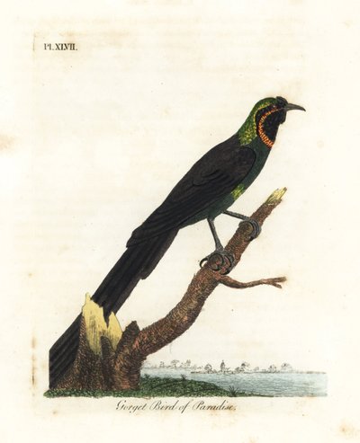 Arfak astrapia ، Astrapia nigra (طائر الجنة Gorget ، Paradisea gularis). لوح نحاسي ملون يدويًا رسمه ونقشه جون لاثام من كتابه A General History of Birds ، وينشستر بواسطة جون لاثام