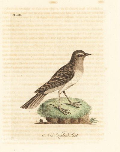 بيبيت أسترالي ، Anthus novaeseelandiae (قبرة نيوزيلندا ، Alauda novae zealandiae). لوح نحاسي ملون يدويًا رسمه ونقشه جون لاثام من كتابه A General History of Birds ، وينشستر بواسطة جون لاثام