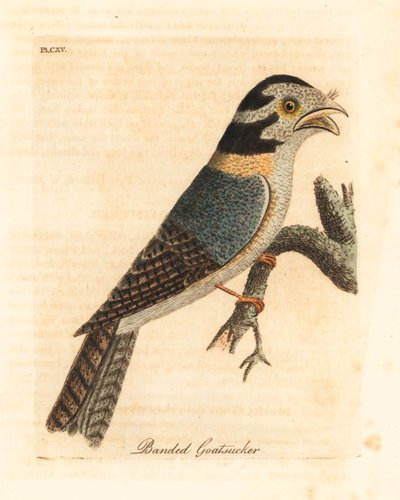 البومة الأسترالية ، Aegotheles cristatus أو الضفدع الأسمر ، Podargus strigoides؟ (الماعز المخطط ، Caprimulgus vittatus.) لوح نحاسي ملون يدويًا رسمه ونقشه جون لاثام من كتابه تاريخ الطيور العام ، وينشستر بواسطة جون لاثام