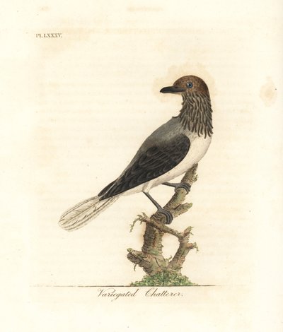 طائر الجرس الملتحي ، Procnias Averano (ثرثرة متنوعة ، Ampelis variegata). لوح نحاسي ملون يدويًا رسمه ونقشه جون لاثام من كتابه A General History of Birds ، وينشستر بواسطة جون لاثام