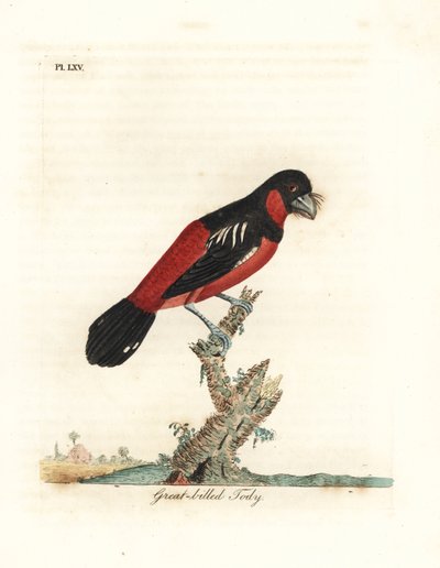 عريض المنقار الأسود والأحمر ، Cymbirhynchus macrorhynchos (تودي كبير المنقار ، Todus nasutus). لوح نحاسي ملون يدويًا رسمه ونقشه جون لاثام من كتابه A General History of Birds ، وينشستر بواسطة جون لاثام