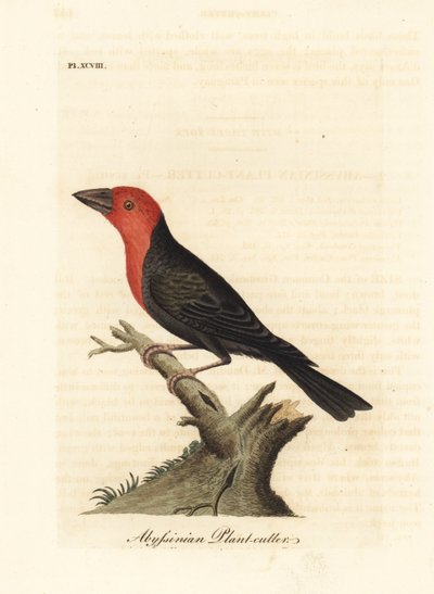 باربيت ذو المنقار الأسود ، Lybius guifsobalito (قاطع نبات الحبشي ، Loxia tridactyla). لوح نحاسي ملون يدويًا رسمه ونقشه جون لاثام من كتابه A General History of Birds ، وينشستر بواسطة جون لاثام