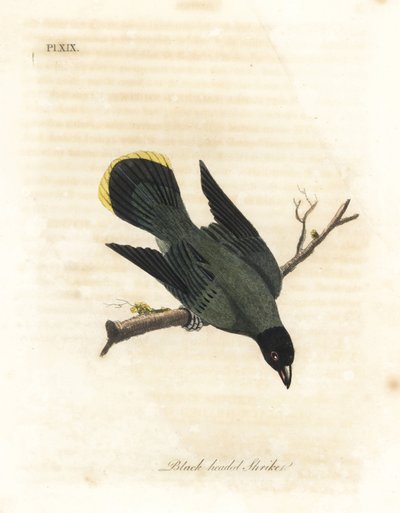بلبل أسود الرأس ، Pycnonotus atriceps (صرد أسود الرأس ، Lanius melanocephalus). موطن هاواي وفقًا لـ Latham ، أستراليا وفقًا لـ Shaw. لوح نحاسي ملون يدويًا رسمه ونقشه جون لاثام من كتابه A General History of Birds، Wi بواسطة جون لاثام