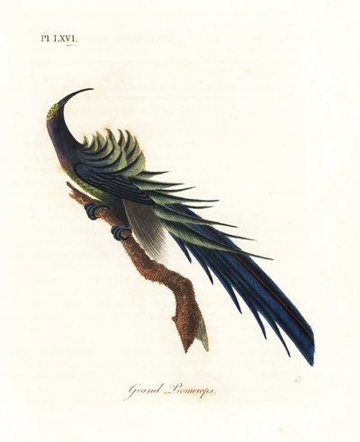 المنجل الأسود ، Epimachus fastosus. غير حصين. (المروجون العظيمون ، Upupa superba.) غينيا الجديدة. لوح نحاسي ملون يدويًا رسمه ونقشه جون لاثام من كتابه A General History of Birds ، وينشستر بواسطة جون لاثام