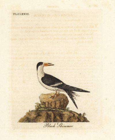 مقشدة سوداء ، Rynchops niger (Rhynchops nigra). لوح نحاسي ملون يدويًا رسمه ونقشه جون لاثام من كتابه A General History of Birds ، وينشستر بواسطة جون لاثام