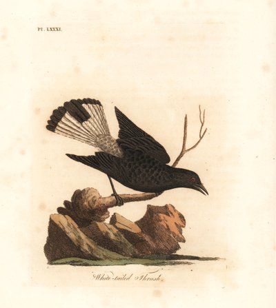قمح أسود ، Oenanthe leucura (القلاع الأبيض الذيل ، Turdus leucurus). لوح نحاسي ملون يدويًا رسمه ونقشه جون لاثام من كتابه A General History of Birds ، وينشستر بواسطة جون لاثام