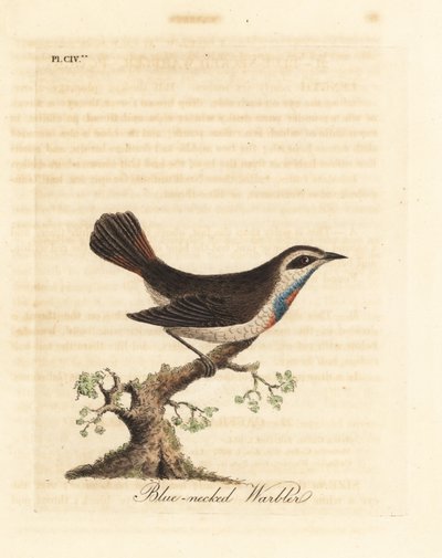 Bluethroat ، Luscinia svecica (الدخلة ذات العنق الأزرق ، والمعروفة أيضًا باسم Gunpigera ، neelkunthee ، gunpedrab في الهند). لوح نحاسي ملون يدويًا رسمه ونقشه جون لاثام من كتابه A General History of Birds ، وينشستر بواسطة جون لاثام