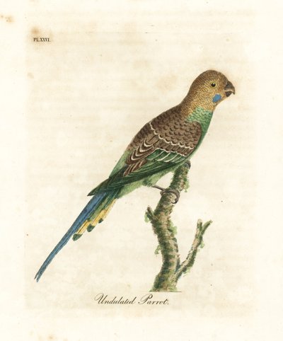 الببغاء ، Melopsittacus undulatus (الببغاء المتموج ، Psittacus undulatus). لوح نحاسي ملون يدويًا رسمه ونقشه جون لاثام من كتابه A General History of Birds ، وينشستر بواسطة جون لاثام