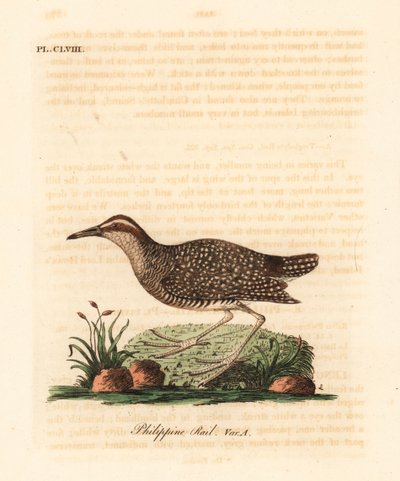 السكك الحديدية ذات النطاقات العازلة ، Gallirallus philippensis (السكك الحديدية الفلبينية ، Rallus philippensis). لوح نحاسي ملون يدويًا رسمه ونقشه جون لاثام من كتابه A General History of Birds ، وينشستر بواسطة جون لاثام