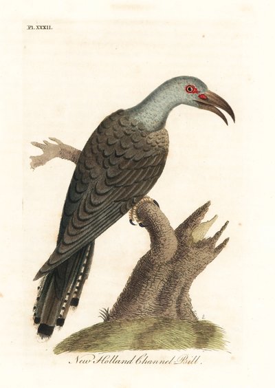 الوقواق ذو المنقار القناة ، Scythrops novaehollandiae (فاتورة القناة الأسترالية ، Psittaceous hornbill). لوح نحاسي ملون يدويًا رسمه ونقشه جون لاثام من كتابه A General History of Birds ، وينشستر بواسطة جون لاثام
