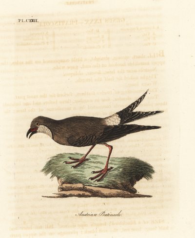 مطوق براتينكول ، Glareola pratincola (براتينكول نمساوي ، Glareola austriaea). لوح نحاسي ملون يدويًا رسمه ونقشه جون لاثام من كتابه A General History of Birds ، وينشستر بواسطة جون لاثام