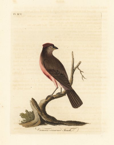 الأحمر الشائع ، Carduelis flammea (القرمزي المتوج ، Fringilla flammea). لوح نحاسي ملون يدويًا رسمه ونقشه جون لاثام من كتابه A General History of Birds ، وينشستر بواسطة جون لاثام