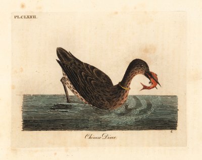 يستخدم الغاق لصيد الأسماك في آسيا ، وربما يكون طائر الغاق العظيم ، Phalacrocorax carbo ، أو الغاق الياباني ، Phalacrocorax capillatus. (غطاس صيني ، Colymbus sinensis.) لوح نحاسي ملون يدويًا رسمه ونقشه جون لاثام من كتابه التاريخي العام بواسطة جون لاثام