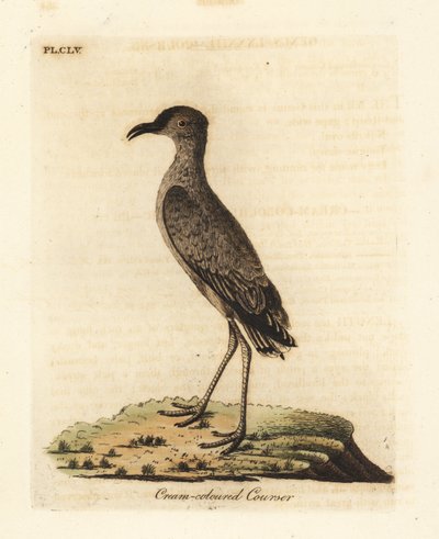 أداة الكتابة ذات اللون الكريمي ، مؤشر Cursorius (Cursorius europaeus). لوح نحاسي ملون يدويًا رسمه ونقشه جون لاثام من كتابه A General History of Birds ، وينشستر بواسطة جون لاثام