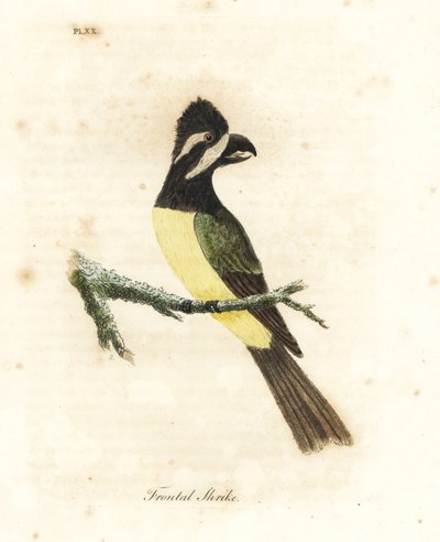 متوج shrikepetit ، Falcunculus frontatus (الصرد الأمامي ، Lanius frontatus). لوح نحاسي ملون يدويًا رسمه ونقشه جون لاثام من كتابه A General History of Birds ، وينشستر بواسطة جون لاثام