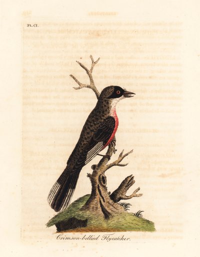 صائد الذباب قرمزي البطن ، Muscicapa coccinigastra. أنواع غير معروفة من الطيور تم نسخها من رسم توضيحي لرسام بورت جاكسون. لوح نحاسي ملون يدويًا رسمه ونقشه جون لاثام من كتابه A General History of Birds ، وينشستر بواسطة جون لاثام