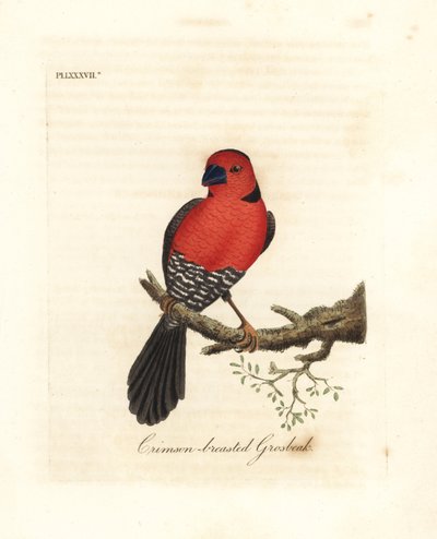 منقار قرمزي الصدر. أنواع غير معروفة أو ربما منقرضة من grosbeak موطنها أفريقيا. لوح نحاسي ملون يدويًا رسمه ونقشه جون لاثام من كتابه A General History of Birds ، وينشستر بواسطة جون لاثام