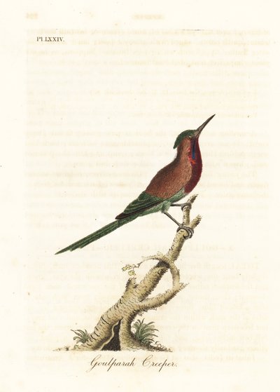 طائر الشمس القرمزي ، Aethopyga siparaja seheriae (Goulpourah creeper). لوح نحاسي ملون يدويًا رسمه ونقشه جون لاثام من كتابه A General History of Birds ، وينشستر بواسطة جون لاثام