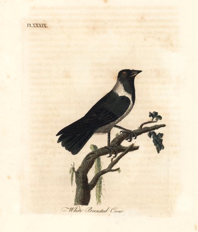 الغراب Daurian ، Corvus dauuricus (غراب أبيض الصدر ، Corvus dauricus). لوح نحاسي ملون يدويًا رسمه ونقشه جون لاثام من كتابه A General History of Birds ، وينشستر بواسطة جون لاثام