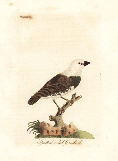 ذيل الماس الناري ، Stagonopleura guttata (منقار غروس متبقّط ، Fringilla leucocephala). لوح نحاسي ملون يدويًا رسمه ونقشه جون لاثام من كتابه A General History of Birds ، وينشستر بواسطة جون لاثام