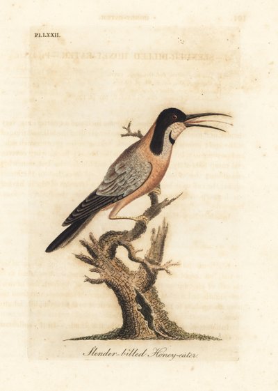 منقار العمود الفقري الشرقي ، Acanthorhynchus tenuirostris (آكل العسل ذو المنقار النحيف ، Certhia tenuirostris). أستراليا. لوح نحاسي ملون يدويًا رسمه ونقشه جون لاثام من كتابه A General History of Birds ، وينشستر بواسطة جون لاثام
