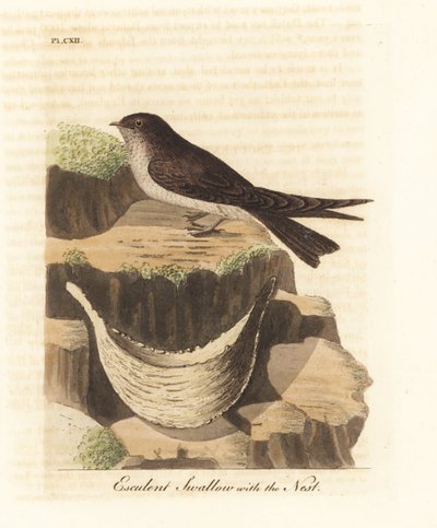 عش الصالح للأكل ، Aerodramus fuciphagus ، وعش اللعاب ، المستخدمة في حساء عش الطيور. (Esculent swallow ، Hirundo esculenta.) لوح نحاسي ملون يدويًا رسمه ونقشه جون لاثام من كتابه A General History of Birds ، وينشستر بواسطة جون لاثام