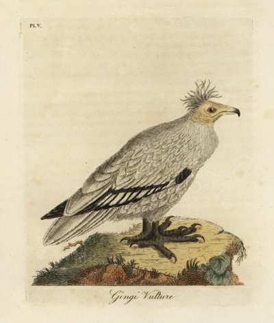 النسر المصري Neophron percnopterus ginginianus 1824 (نقش) بواسطة جون لاثام
