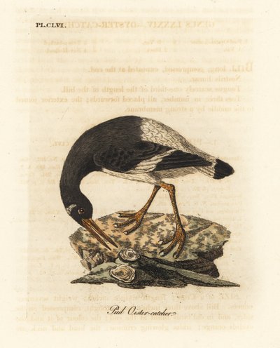محار القدم الأوراسي أو Haematopus ostralegus. لوح نحاسي ملون يدويًا رسمه ونقشه جون لاثام من كتابه A General History of Birds ، وينشستر بواسطة جون لاثام