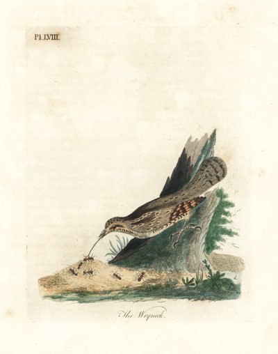 wryneck الأوراسي ، Jynx torquilla (Junx torquilla). لوح نحاسي ملون يدويًا رسمه ونقشه جون لاثام من كتابه A General History of Birds ، وينشستر بواسطة جون لاثام