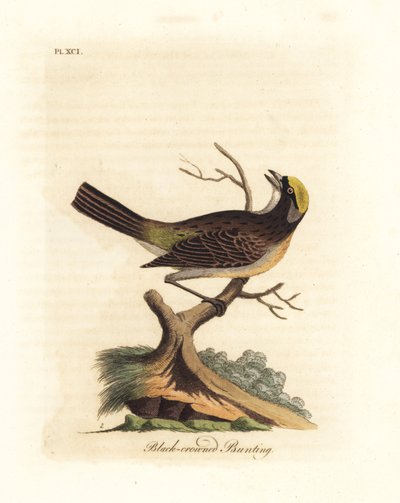 العصفور الذهبي ، Zonotrichia atricapilla (الرايات ذات التاج الأسود ، Emberiza atricapilla). لوح نحاسي ملون يدويًا رسمه ونقشه جون لاثام من كتابه A General History of Birds ، وينشستر بواسطة جون لاثام