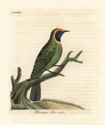طائر الأوراق ذو الواجهة الذهبية ، Chloropsis aurifrons. (Hurruwa bee-eater، India.) لوح نحاسي ملون يدويًا رسمه ونقشه جون لاثام من كتابه تاريخ الطيور العام ، وينشستر بواسطة جون لاثام