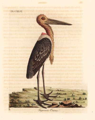 مساعد أكبر ، Leptoptilos مشكوك فيه. المهددة بالخطر. (رافعة عملاقة ، Ardea argala.) لوح نحاسي ملون يدويًا رسمه ونقشه جون لاثام من كتابه تاريخ الطيور العام ، وينشستر بواسطة جون لاثام