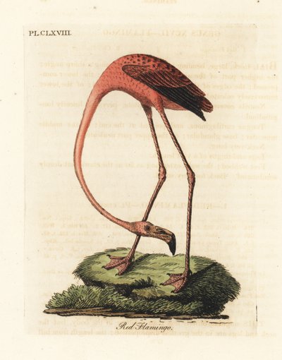 فلامنغو أكبر ، أو طائر الفينيكوبتروس روز ، أو طائر النحام الأمريكي ، Phoenicopterus ruber (النحام الأحمر ، Phaenicopterus ruber). لوح نحاسي ملون يدويًا رسمه ونقشه جون لاثام من كتابه A General History of Birds ، وينشستر بواسطة جون لاثام
