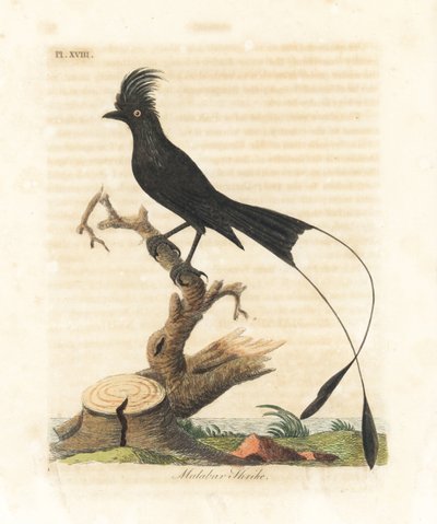 أكبر درونجو ذو ذيل مضرب ، Dicrurus paradiseus (Malabar shrike ، Lanius malabaricus). لوح نحاسي ملون يدويًا رسمه ونقشه جون لاثام من كتابه A General History of Birds ، وينشستر بواسطة جون لاثام