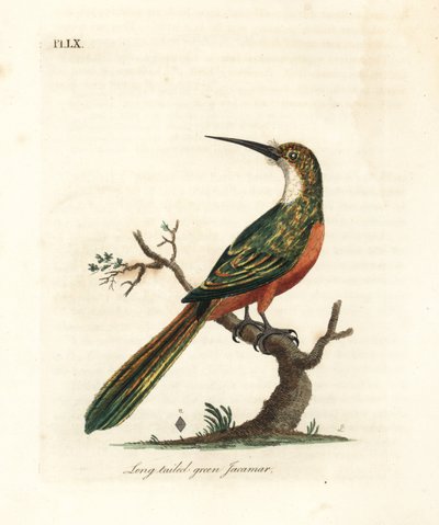 الجاكامار الأخضر الذيل ، Galbula galbula (الجاكامار الأخضر طويل الذيل ، Galbula viridis). لوح نحاسي ملون يدويًا رسمه ونقشه جون لاثام من كتابه A General History of Birds ، وينشستر بواسطة جون لاثام