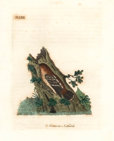 شارع غيانان - أنتورن ، Myrmotherula surinamensis. غير حصين. (Surinam nuthatch، Sitta surinamensis.) لوح نحاسي ملون يدويًا رسمه ونقشه جون لاثام من كتابه تاريخ الطيور العام ، وينشستر بواسطة جون لاثام