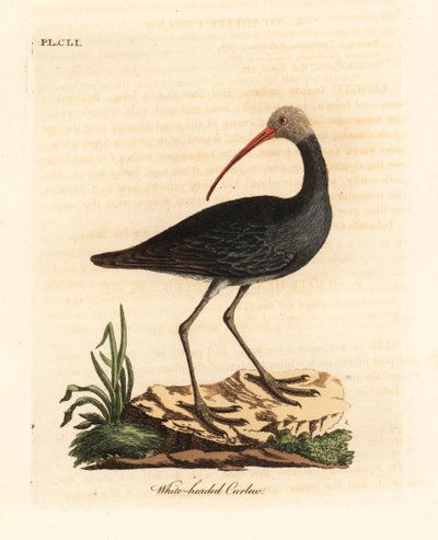 هدادة أم حديدة أبو منجل وبستريشيا حداش؟ (تجعد أبيض الرأس ، Numenius leucocephalus.) لوح نحاسي ملون يدويًا رسمه ونقشه جون لاثام من كتابه A General History of Birds ، وينشستر بواسطة جون لاثام