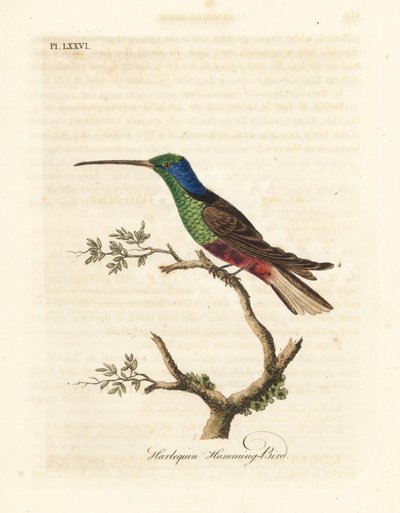 الطائر الطنان المهرج ، Trochilus متعدد الألوان. عينة ملفقة في المتحف البريطاني. لوح نحاسي ملون يدويًا رسمه ونقشه جون لاثام من كتابه A General History of Birds ، وينشستر بواسطة جون لاثام