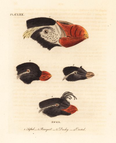 رؤوس البفن معنقدة ، Fratercula cirrhata 1 ، الببغاء auklet ، Aethia psittacula 2 ، و auklet المتوج ، Aethia cristatella 3،4. (Tufted awk و Alca cirrhata 1 و Parrot awk و Alca psittacula 2 و Dusky awk و Alca tetracula 3 و Crested awk و Alca cristatella بواسطة جون لاثام