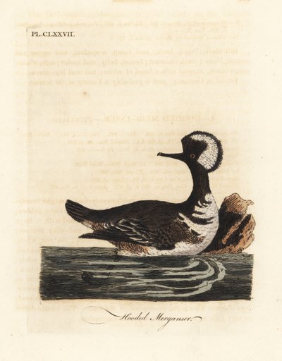 Merganser مقنع ، Lophodytes cucullatus (Mergus cucullatus). لوح نحاسي ملون يدويًا رسمه ونقشه جون لاثام من كتابه A General History of Birds ، وينشستر بواسطة جون لاثام