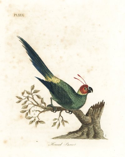 ببغاء مقرن ، Eunymphicus cornutus. ضعيف (ببغاء مقرن ، Psittacus bisetis.) لوح نحاسي ملون يدويًا رسمه ونقشه جون لاثام من كتابه تاريخ الطيور العام ، وينشستر بواسطة جون لاثام