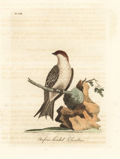 ابتلاع الجرف الهندي ، Petrochelidon fluvicola. (سنونو برأس روفوس ، هيروندو إنديكا.) لوح نحاسي ملون يدويًا رسمه ونقشه جون لاثام من كتابه `` تاريخ الطيور العام '' ، وينشستر بواسطة جون لاثام